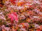USA-Washington State-Pacific Northwest Sammamish frost rimmed Barberry Art Print